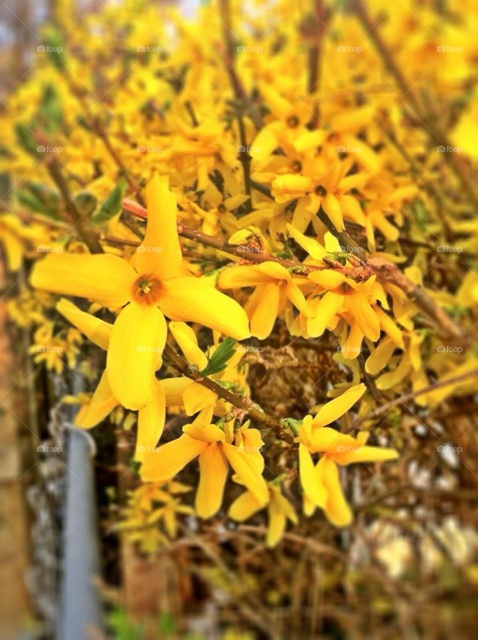 Yellow blooms
