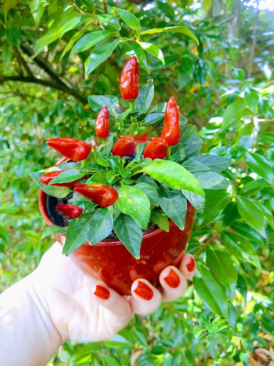 Brazilian peppers