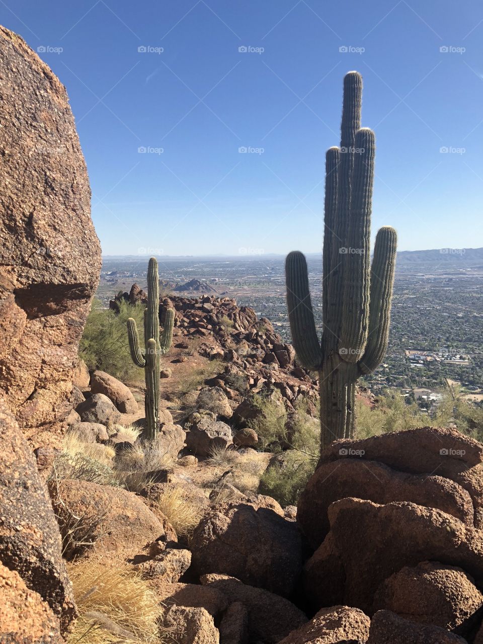 Desert landscape with cactuses 