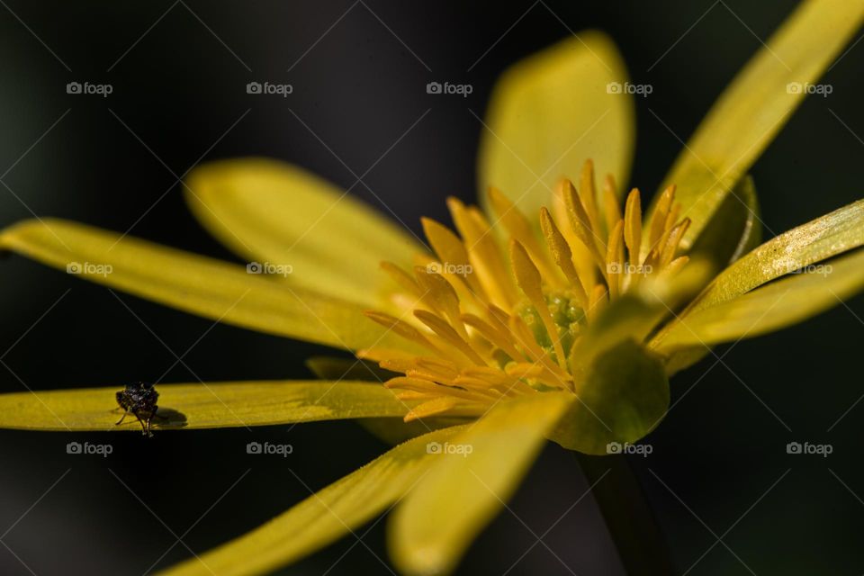 yellow flower