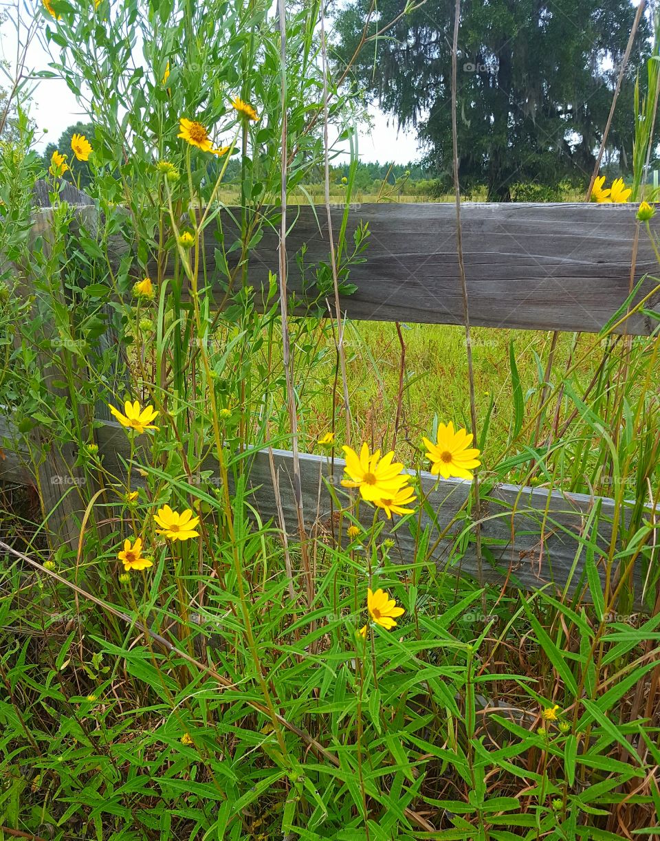 Summer, Nature, Flora, Flower, Field