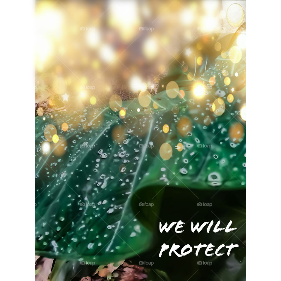 rain drops on a water proofed leaf