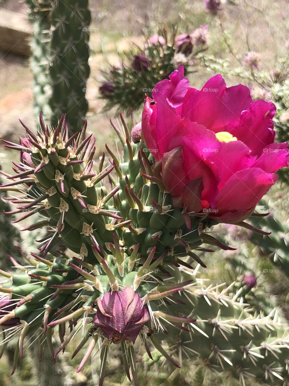 Cholla Blossom