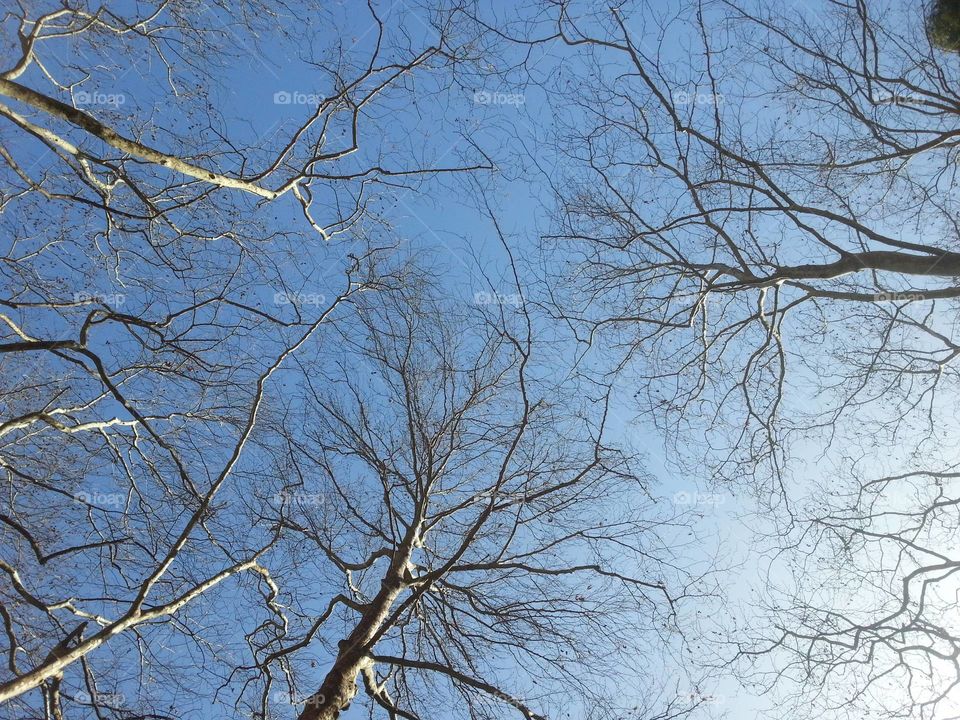 Tree sky. By the river