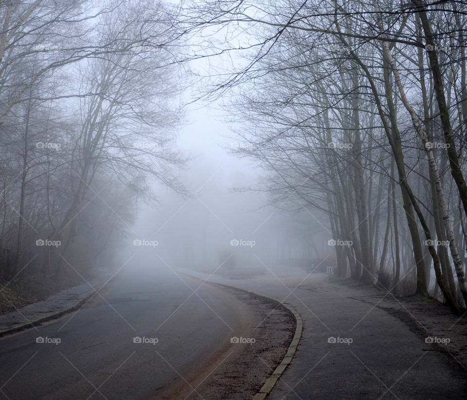 Winter, Fog, Snow, Road, Mist