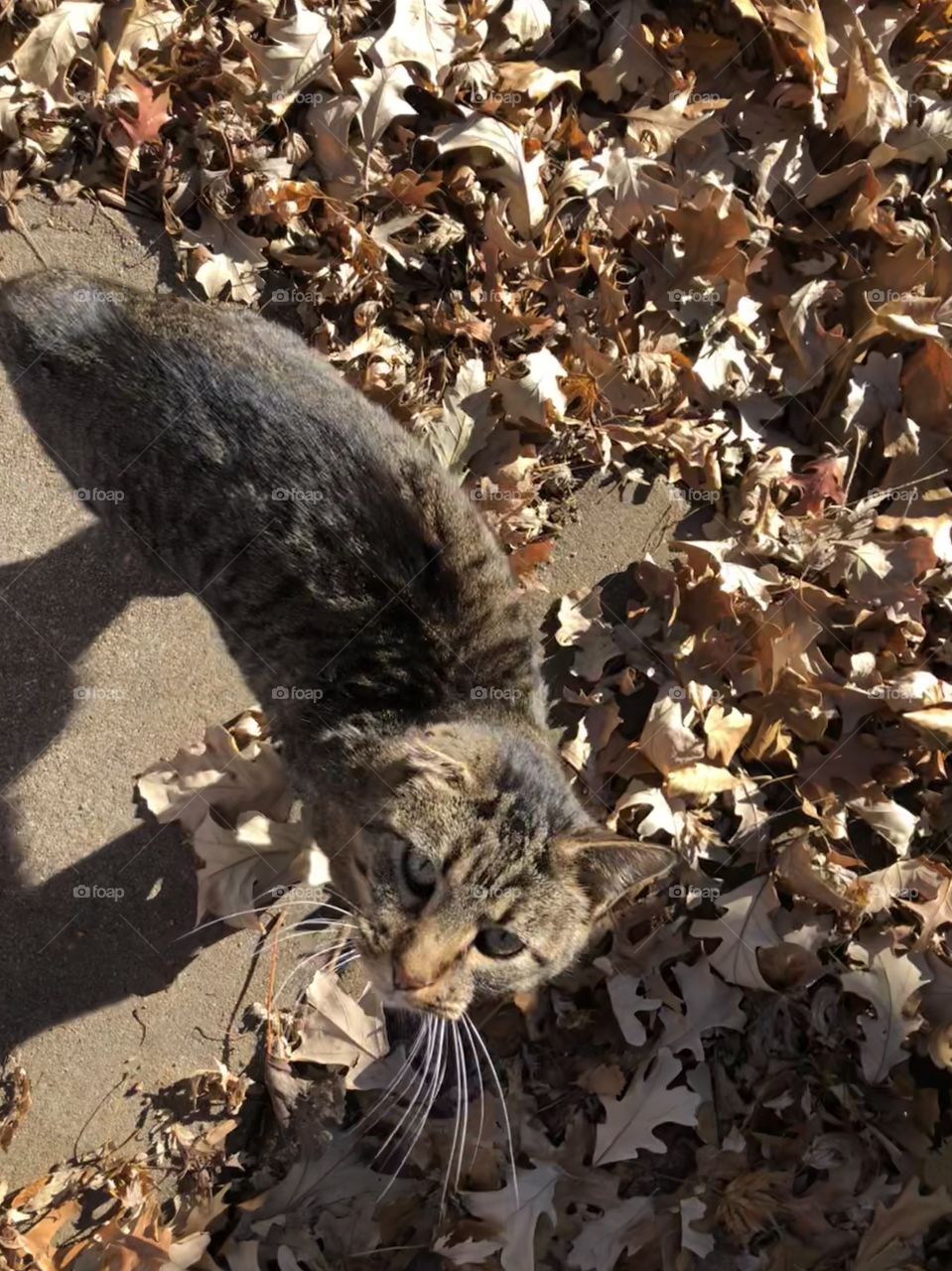 Manx  mixed neighborhood cat