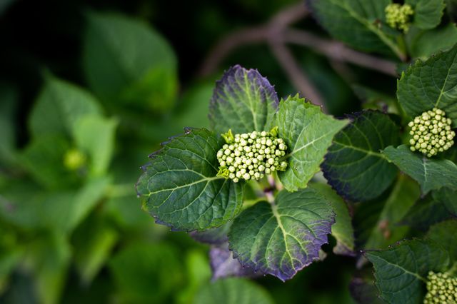 Nice plant
