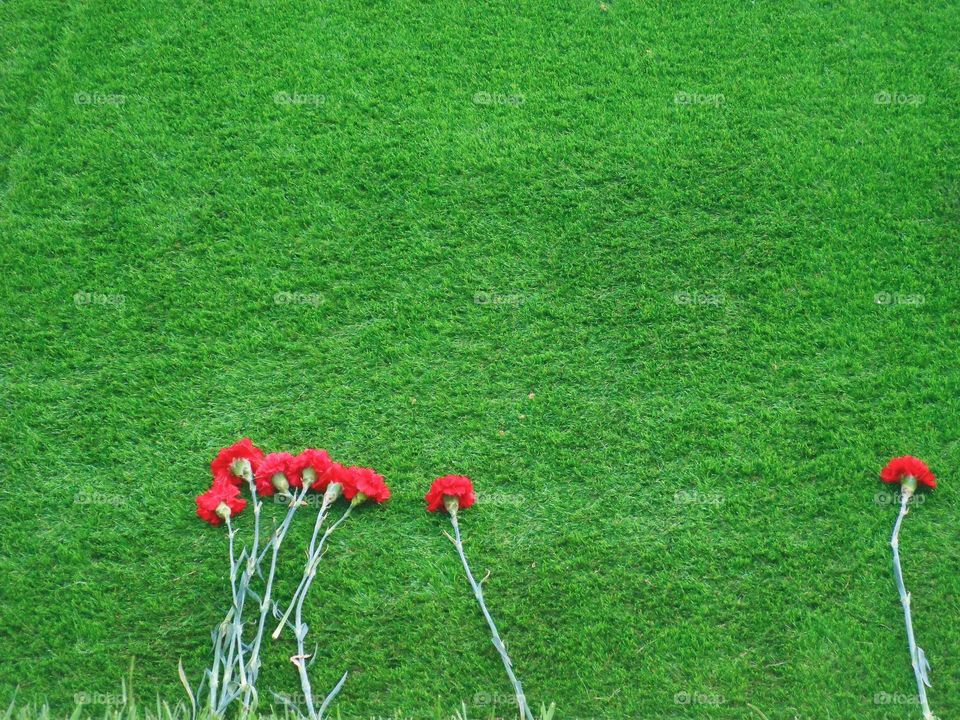 Red flowers on green grass