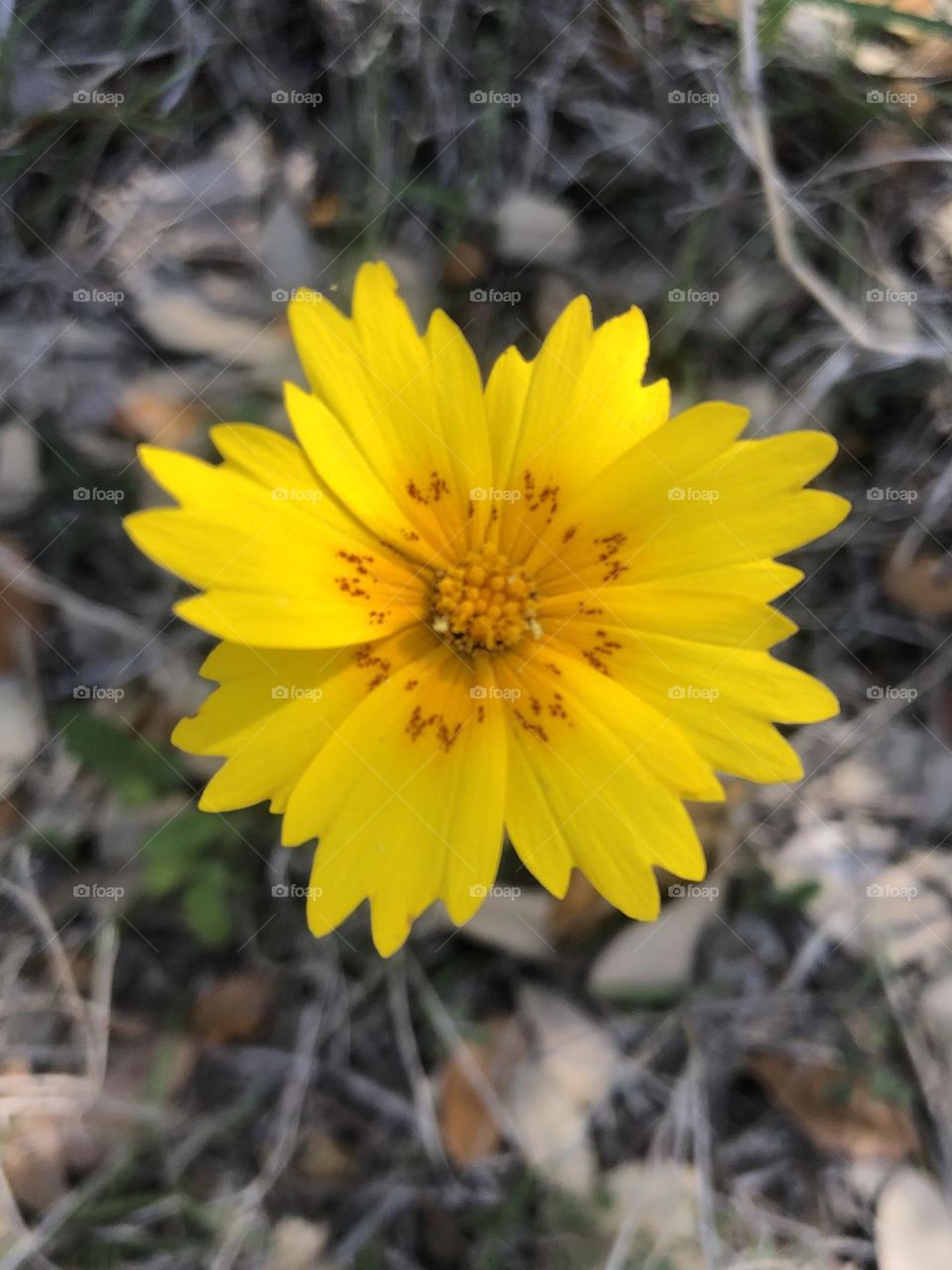 A perfect little yellow flower growing in the grass off the highway in Texas- it was worth the drive!