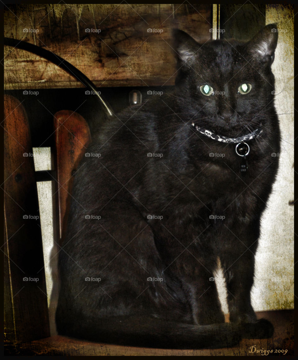 Potrait of a black cat. My black cat posing for his portrait