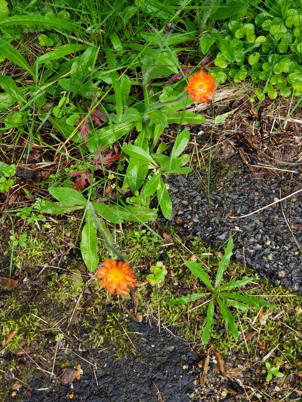 red-orange wildflowers: my grandmother called them "Devil's Paintbrush"