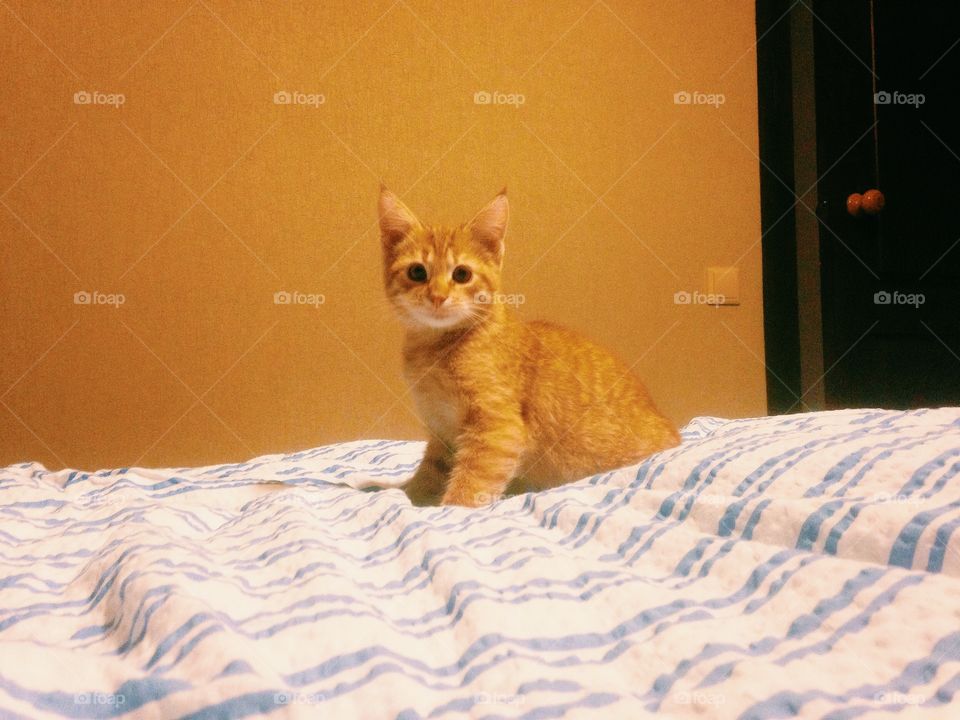 cute red kitten