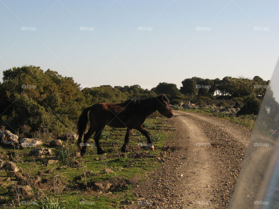 horse on walking