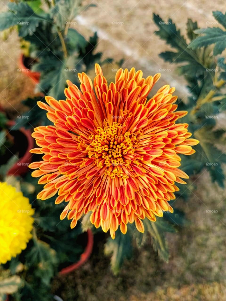 Those flowers look amazing! The colors are so vibrant, and they really stand out against the green grass. It's such a peaceful and serene scene.