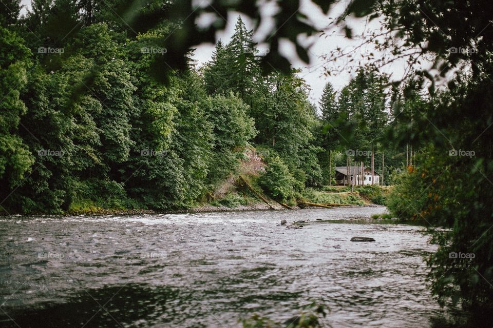 River and forest in Oregon