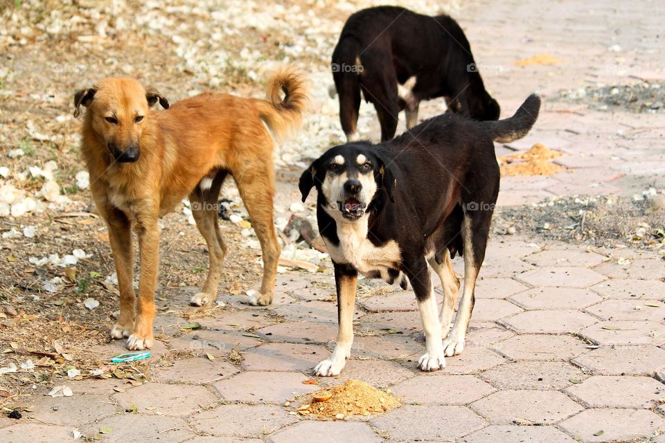 Stray Dogs Feeding