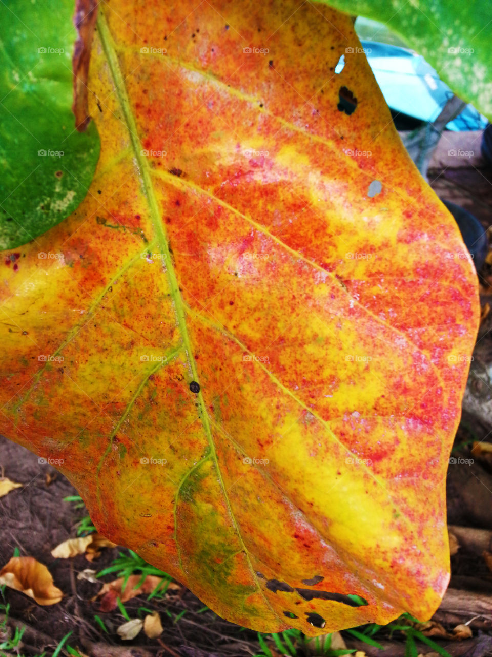 orange color leaf