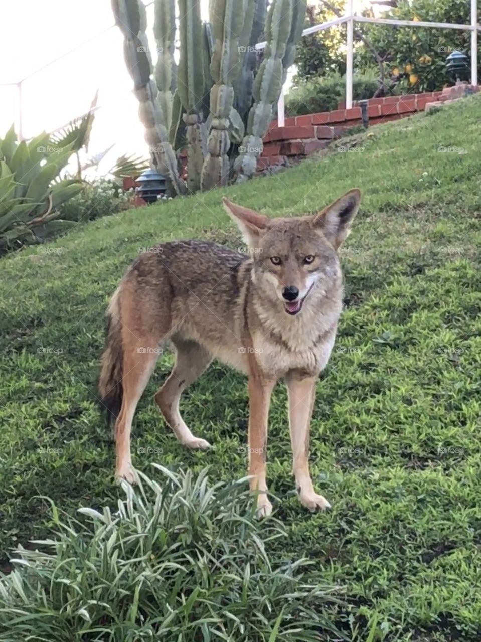 Coyote in nature 