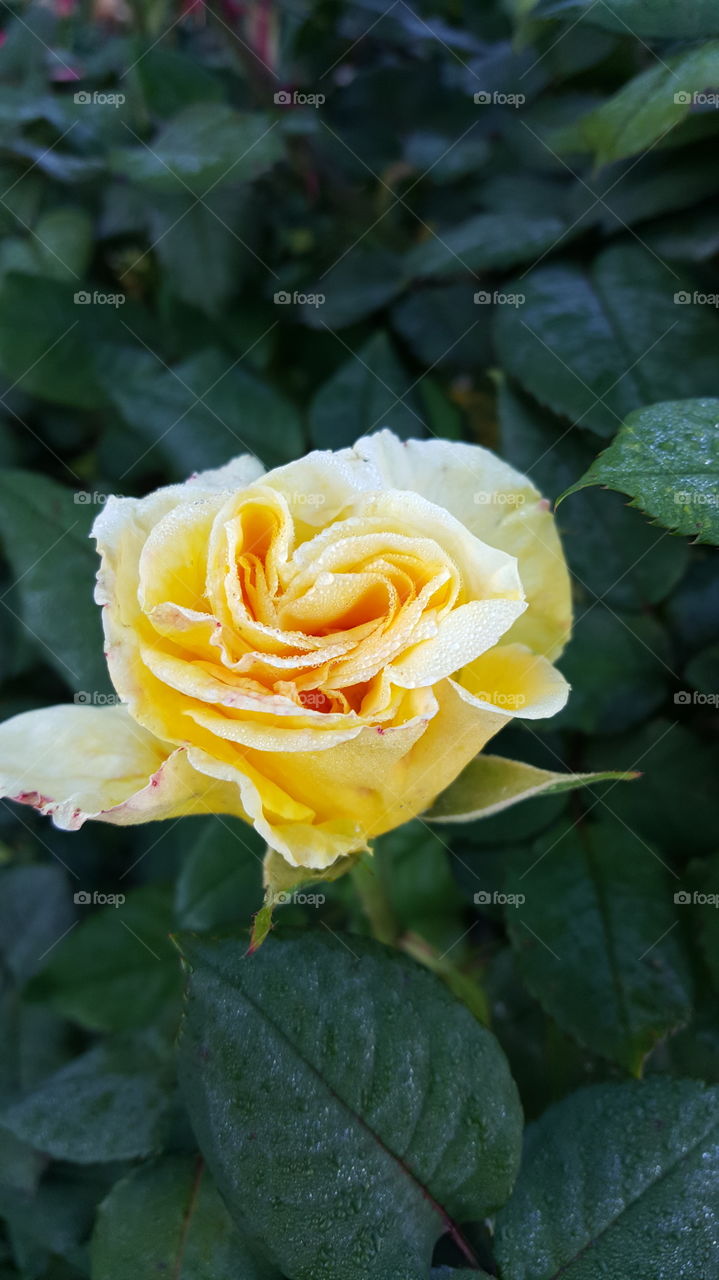 Dew on a Yellow Rose