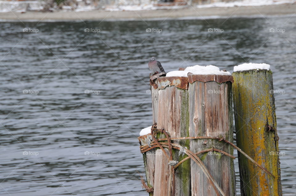 A pigeon sits with his head tucked in, on a snow covered barrier log off the pier in Davis Bay Canada. The snow covered shore in the background.