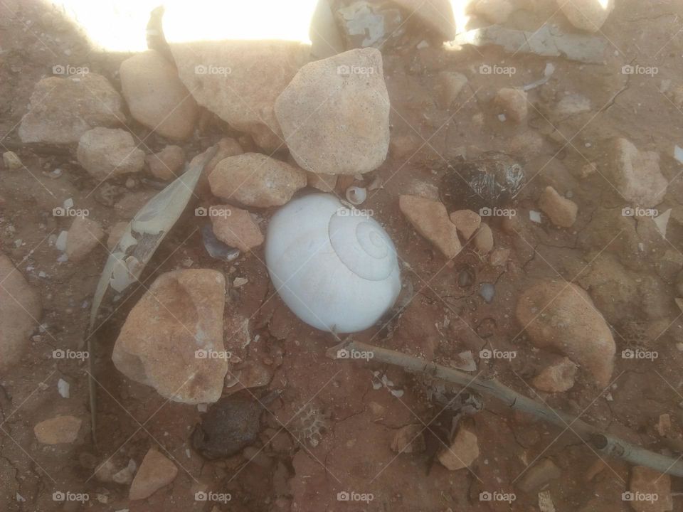 Beautiful white snail.