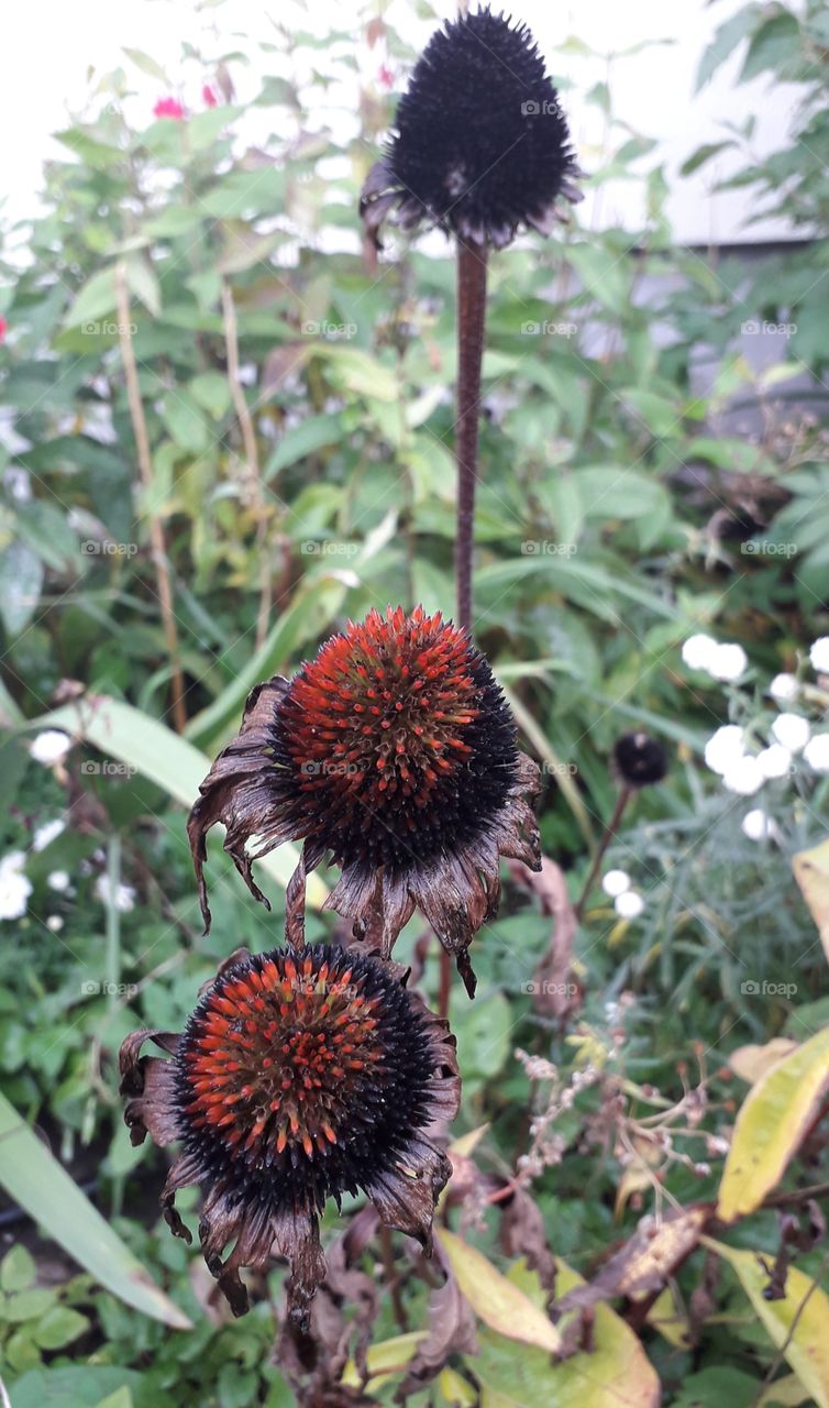 Autumn: 3 brown echinacea heads with no petals