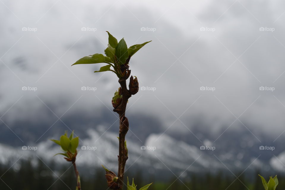 Single bud on branch against the greys if a stormy foggy spring day in Canada's Rocky Mountains 