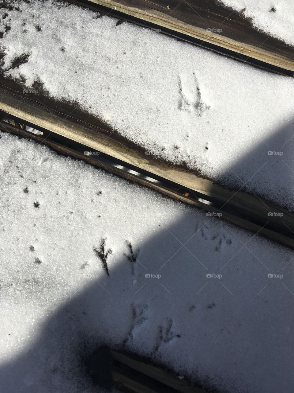 Bird tracks  in the snow on my front porch. Tracks are from a small bird possibly from a cardinal.