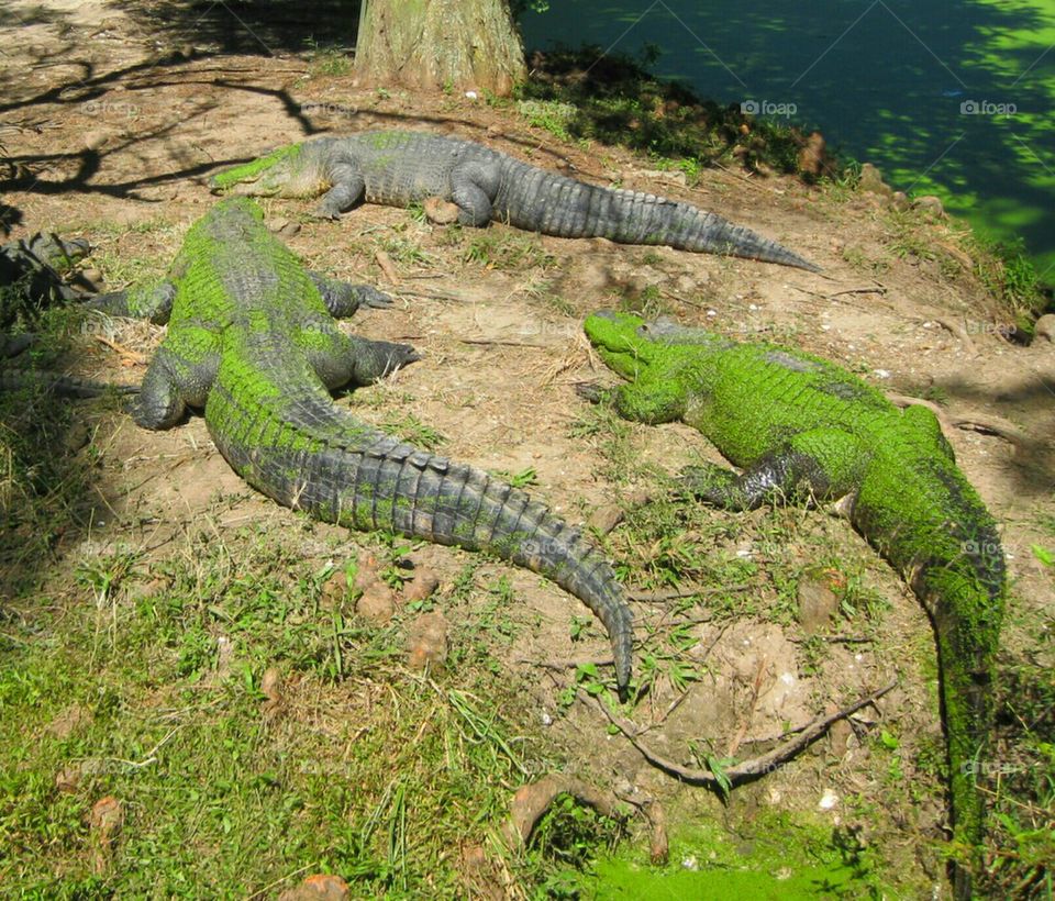Alligators