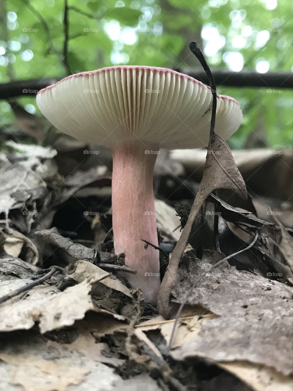 Forest floor, unique perspective of a growing mushroom 