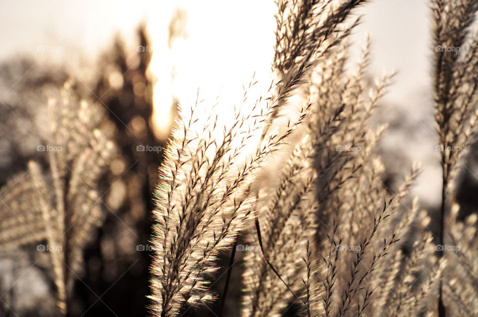 Close-up of wheat crop in field