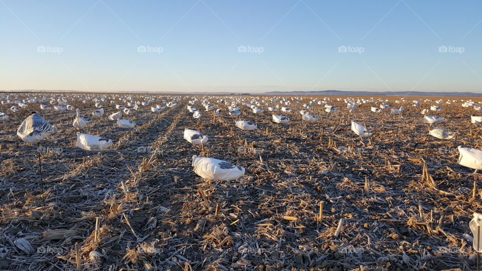 snow geese field