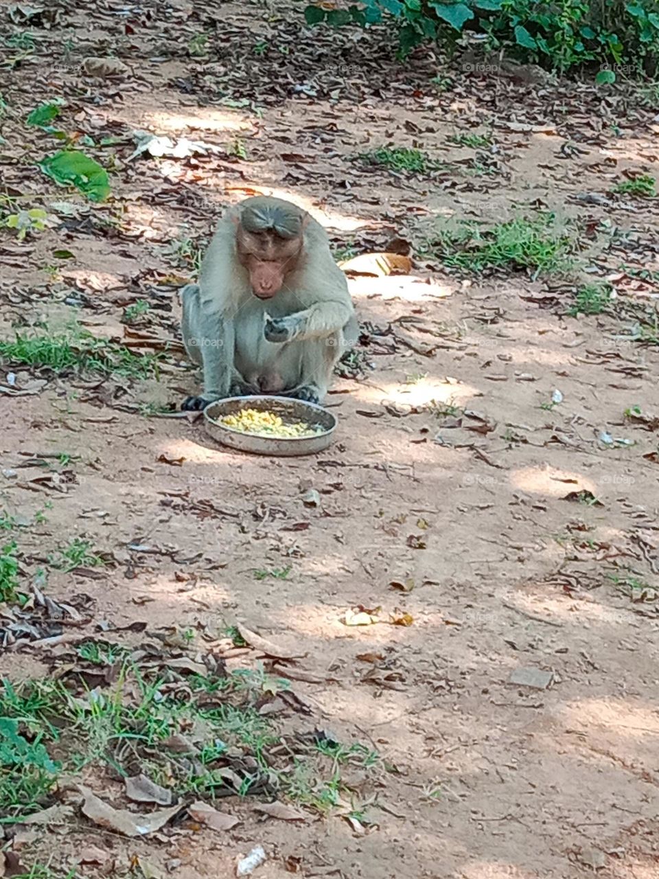 indian monkey eating food