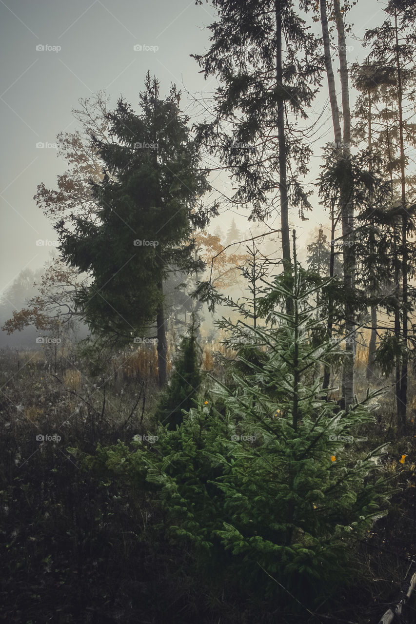 Autumn misty landscape at early morning 