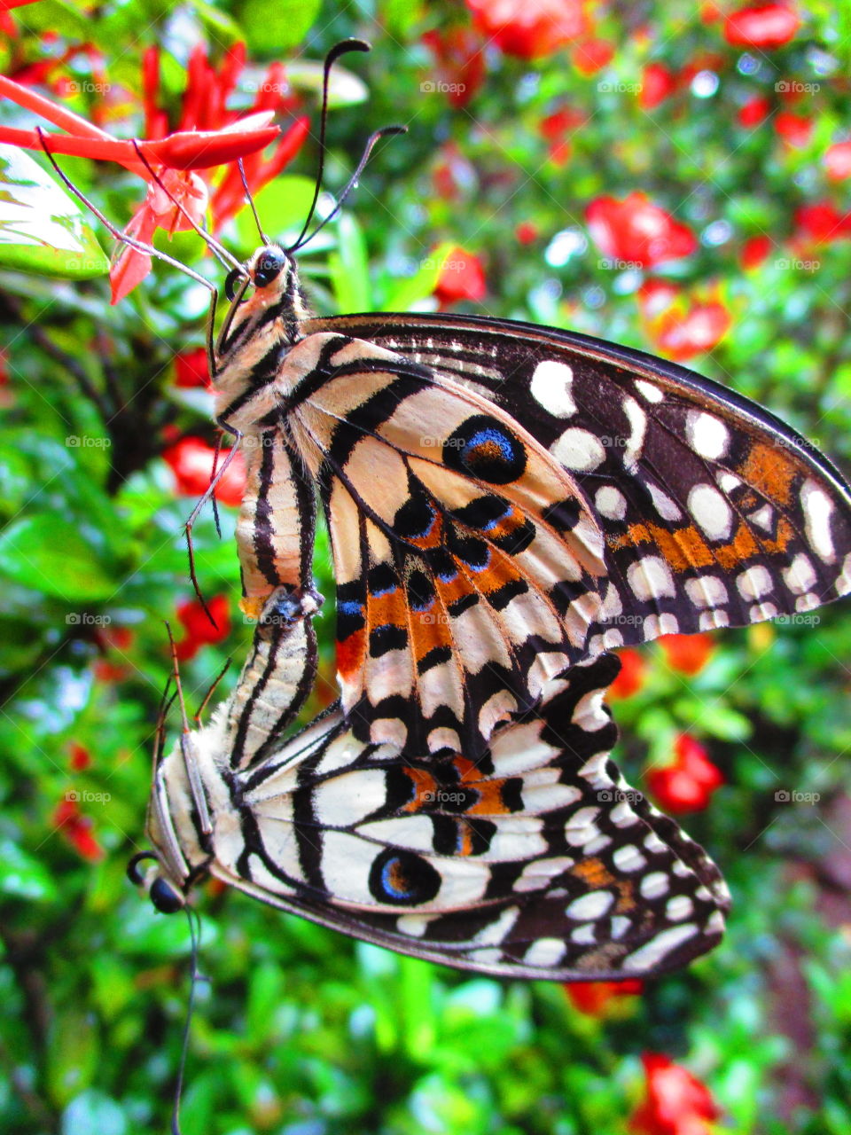 colorful butterfly