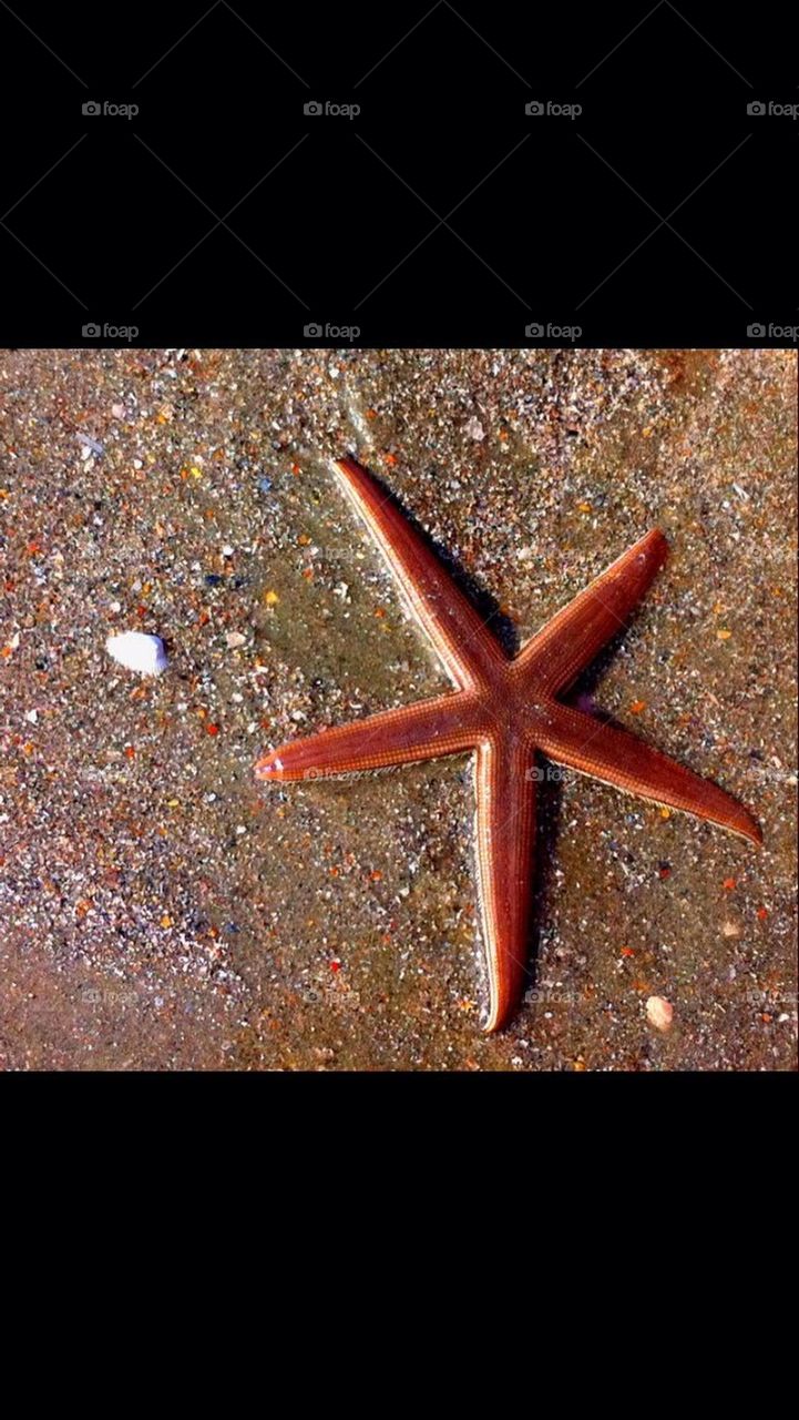 summer beach starfish sand by gingersleetsnow