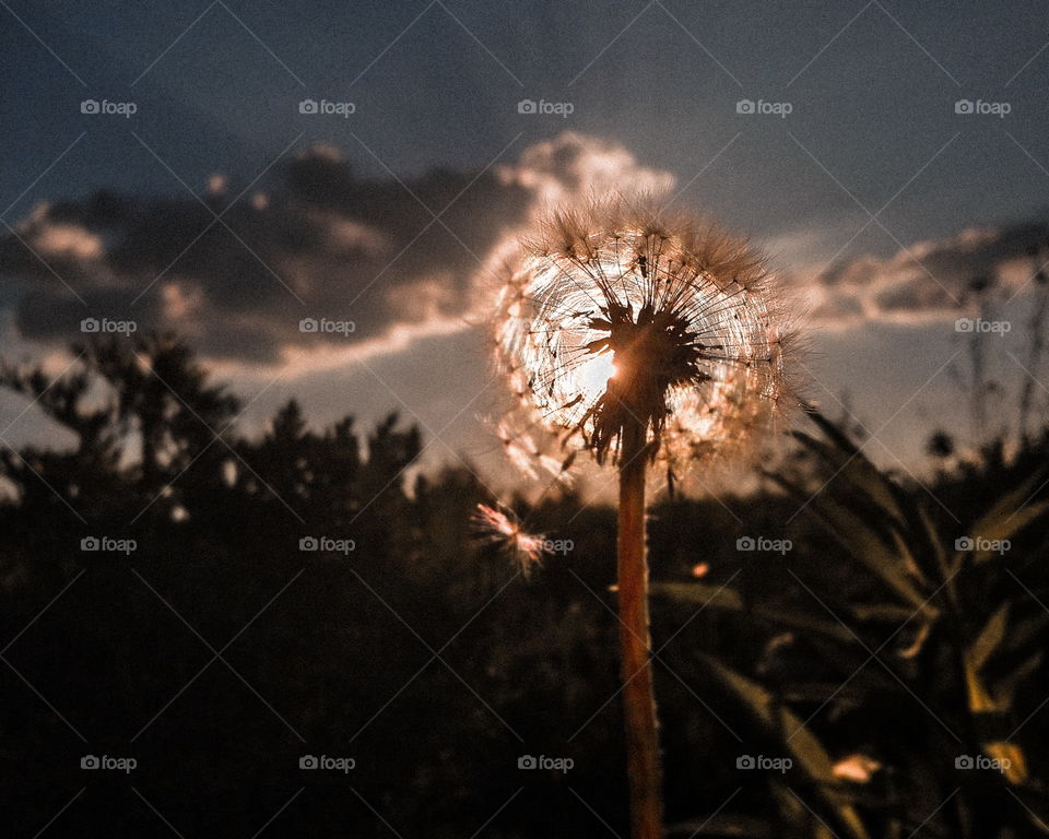 dandelion in sunset