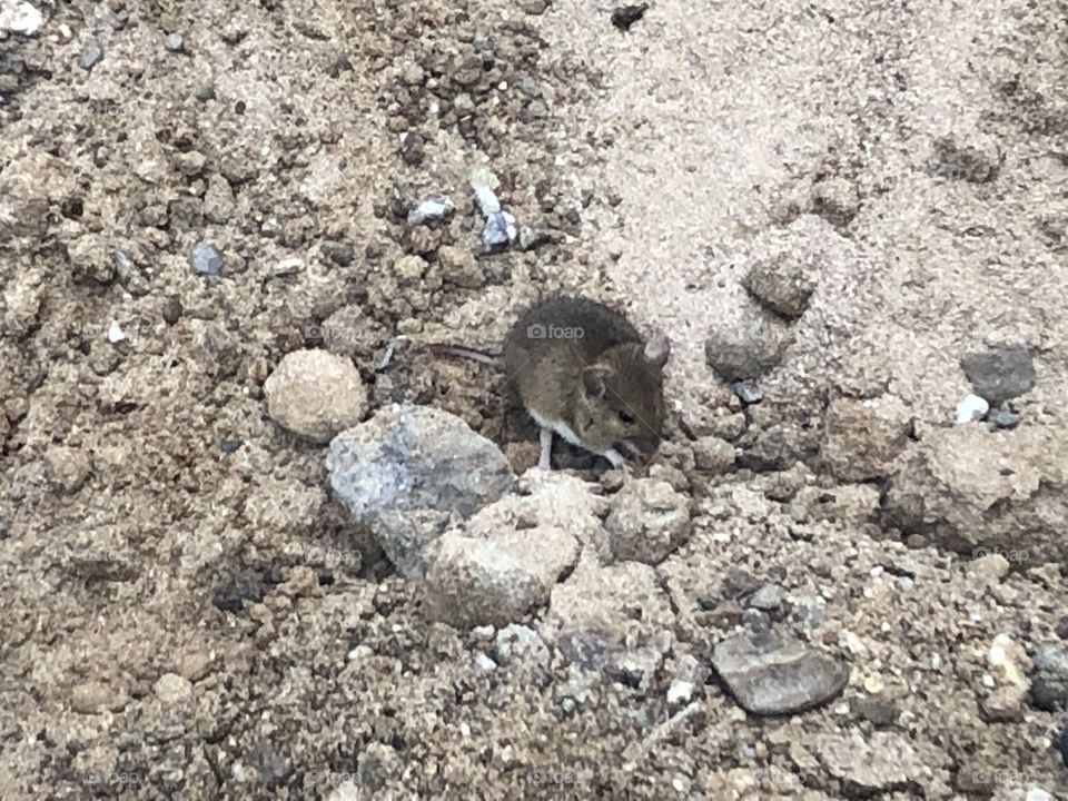Eine kleine Maus verirrt 