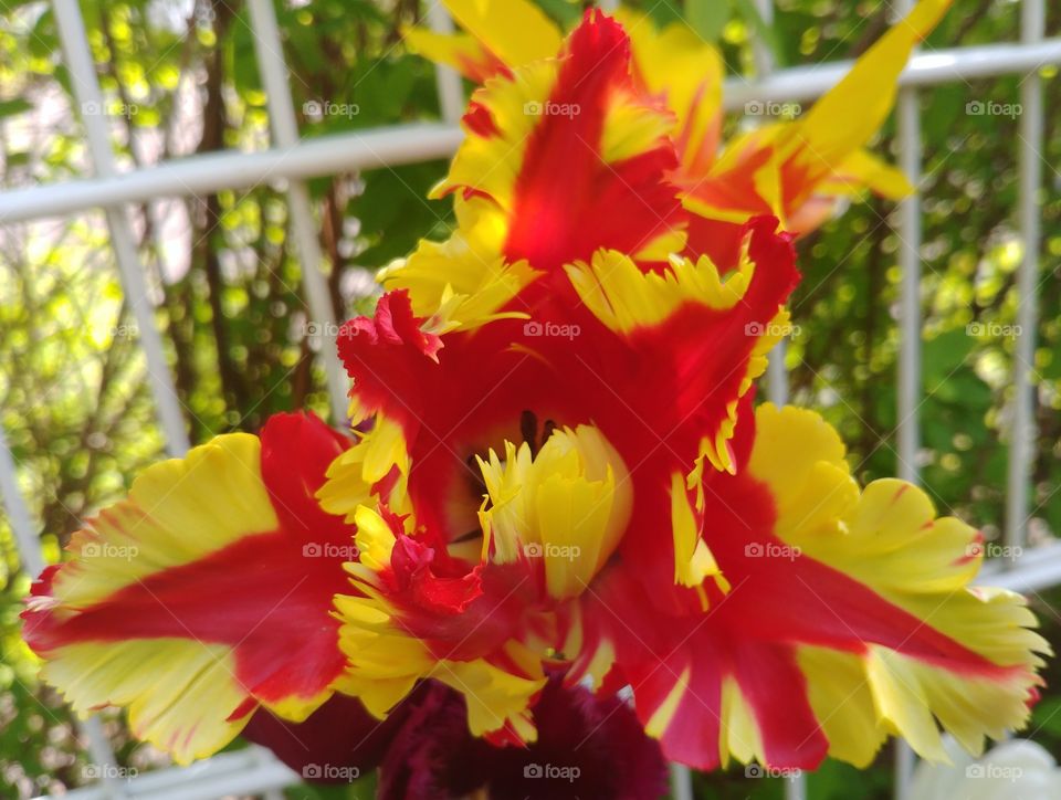 blume rot gelb yellow red orange flower Frühling