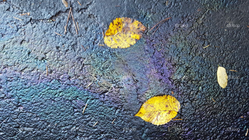 Yellow leaves laying on oil slicked asphalt glow in a colorful abstract.