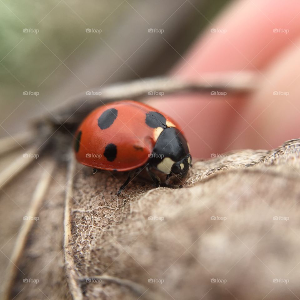 Ladybug, Insect, Beetle, Nature, Biology