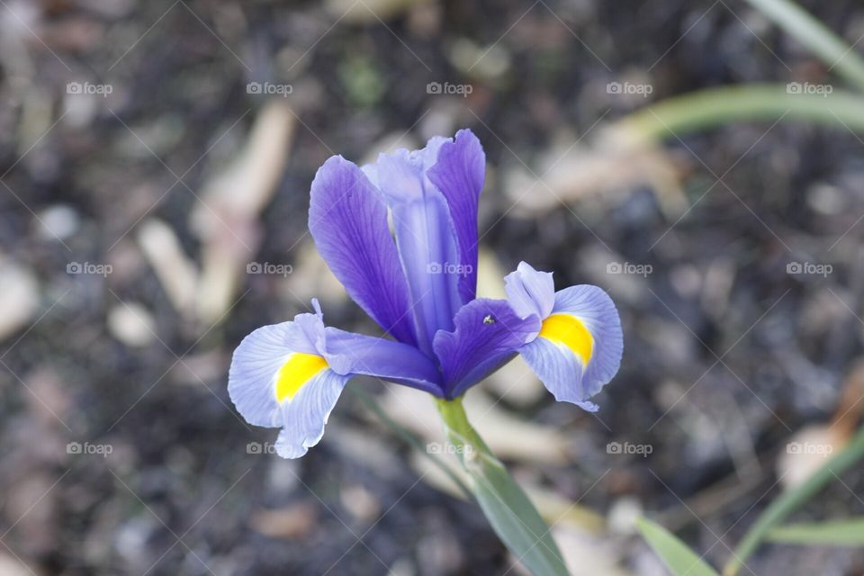 Purple Iris