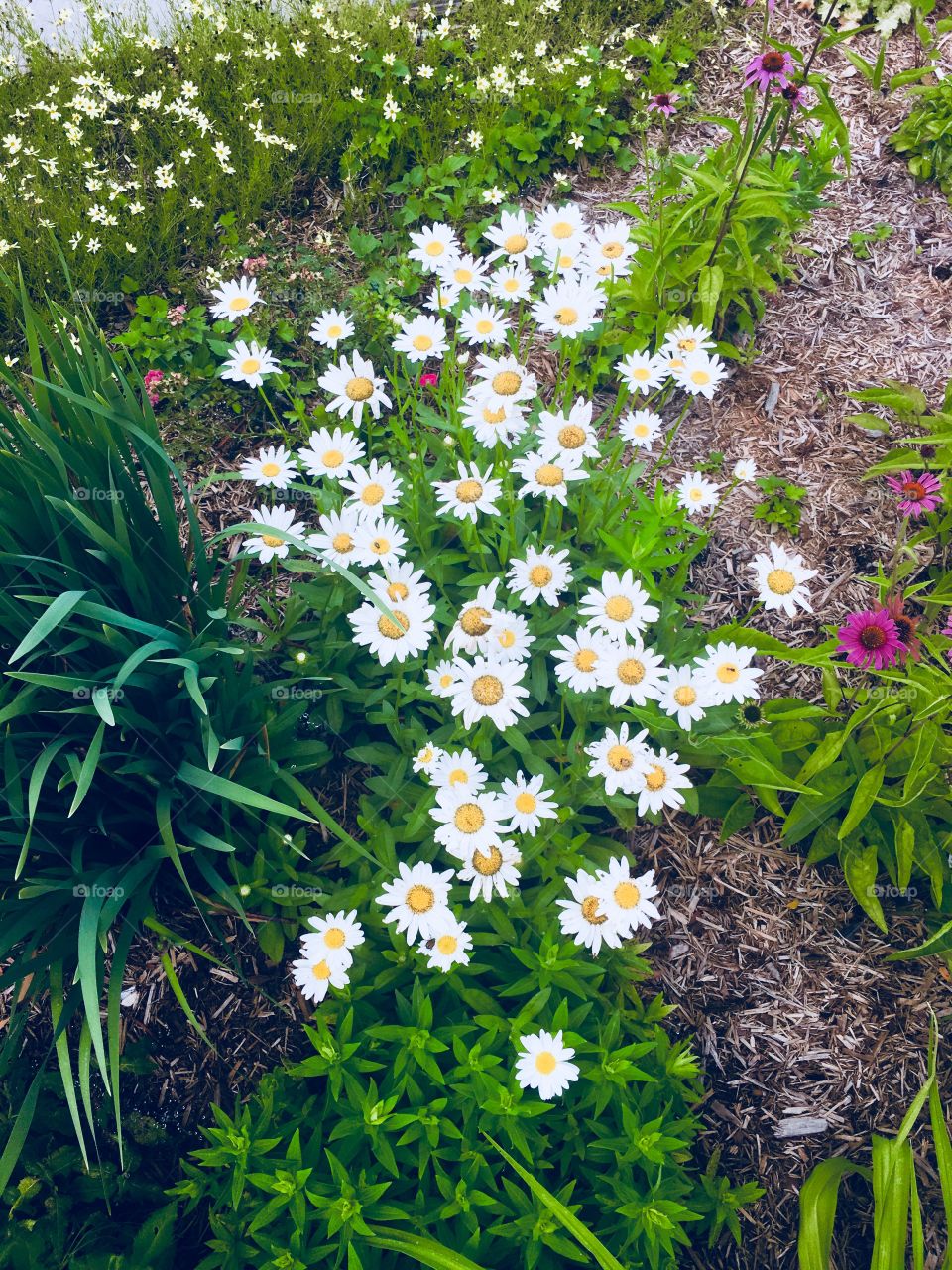 Many tiny white flowers