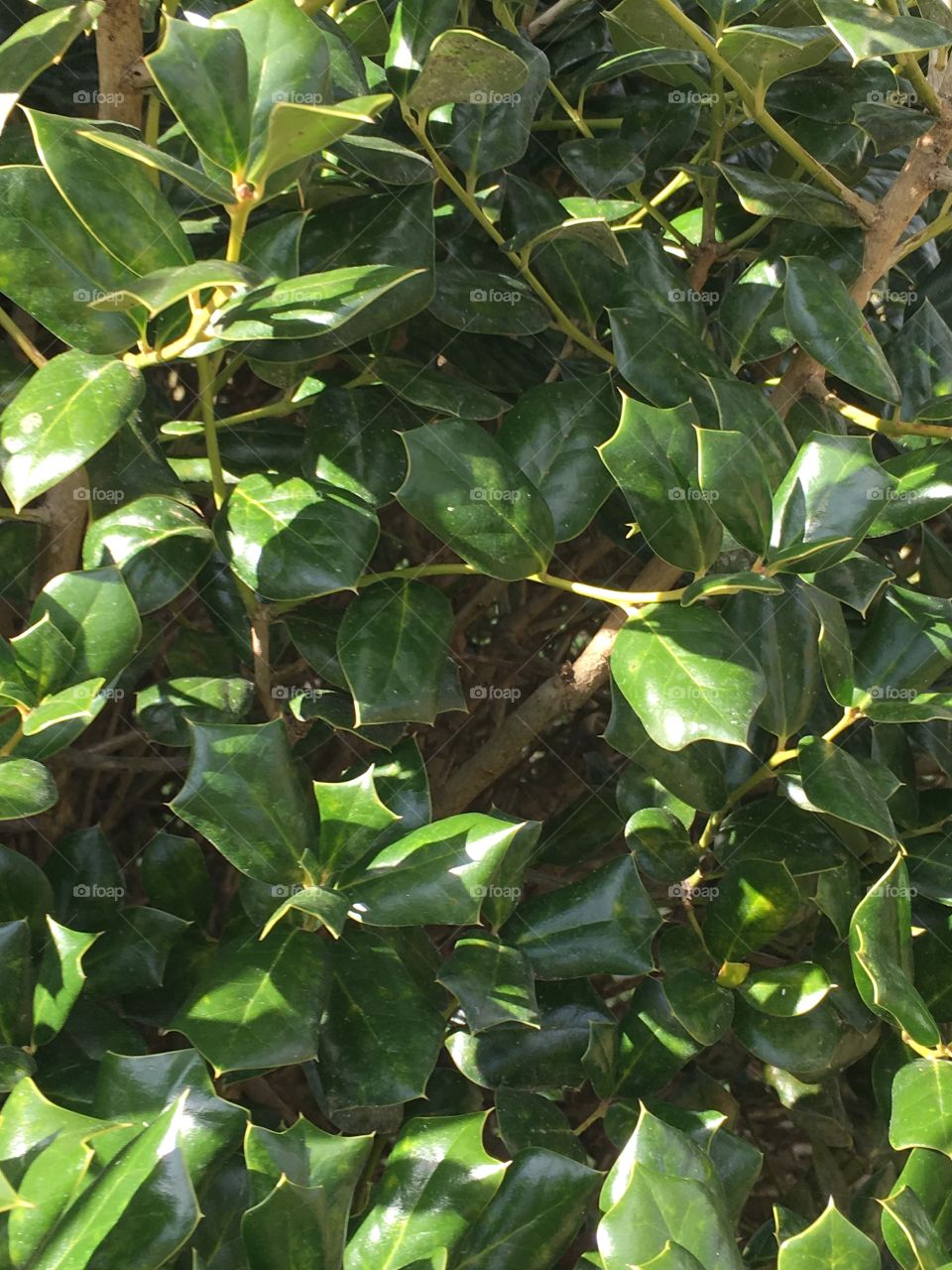 Front of the house planet 