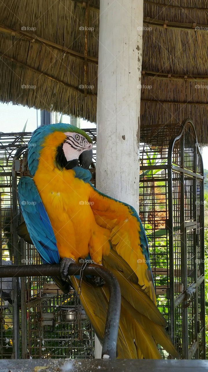 Macaw