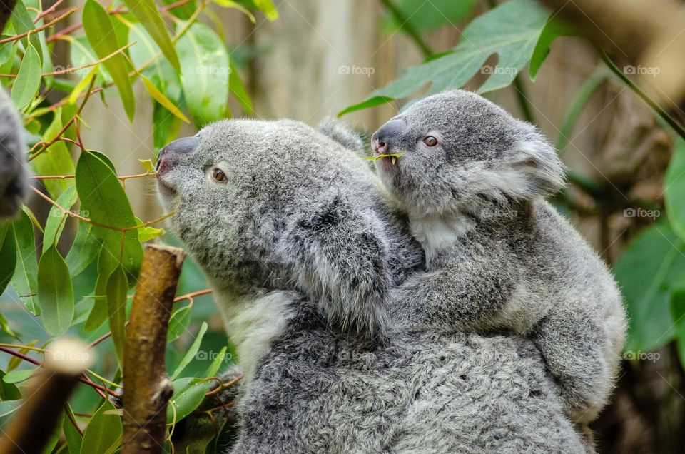 Beautiful shot of a mother and baby Koala.  All proceeds go towards the conservation of endangered species.