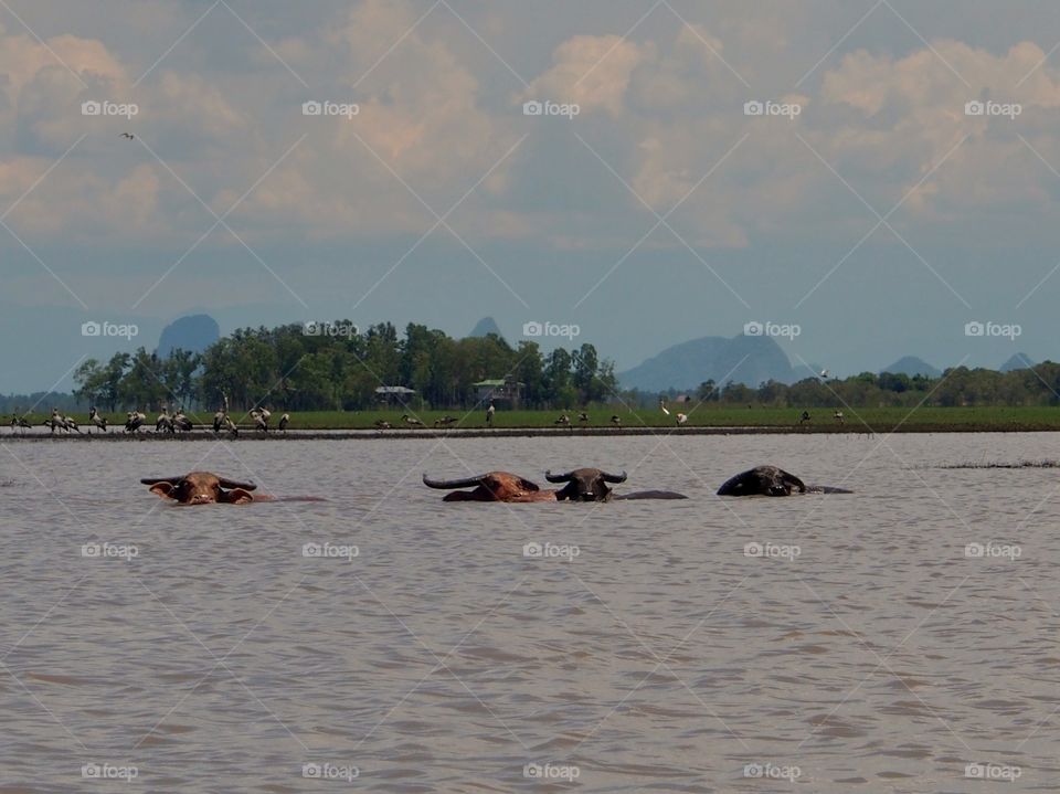 Water buffalo bathing