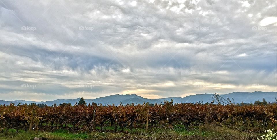 Vineyard in Chile