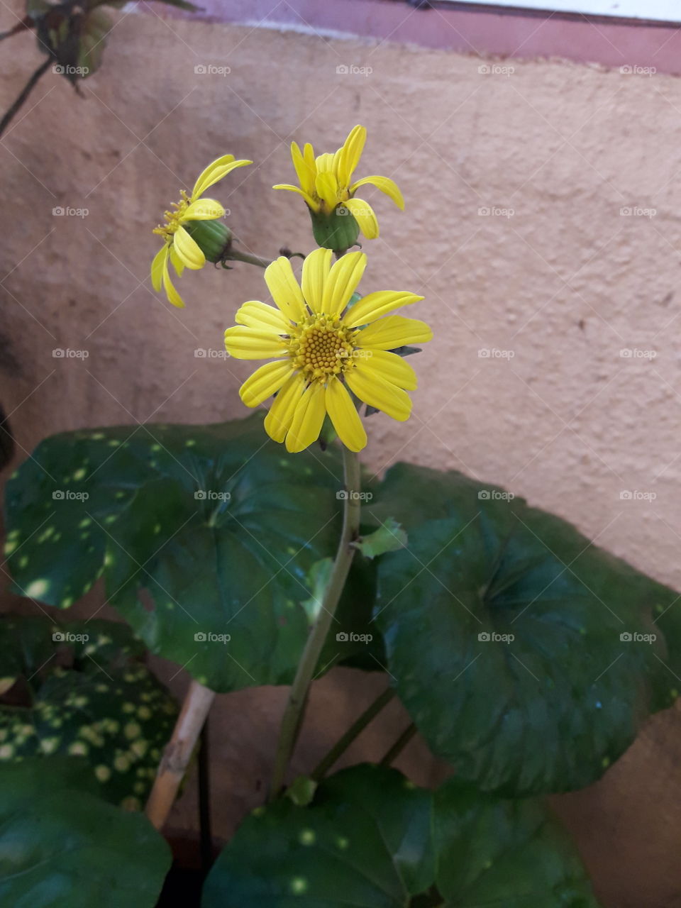 a one yellow  flower beautiful