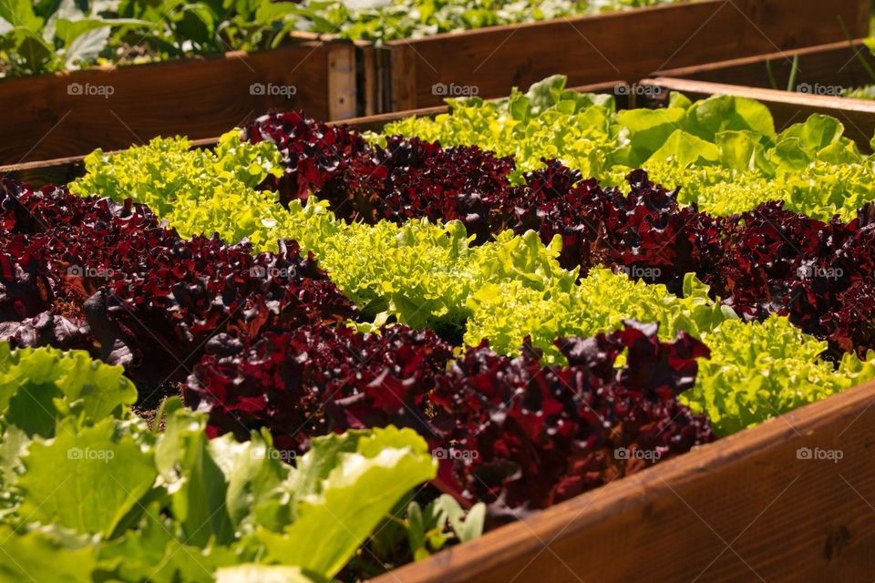 Garden beds with lettuce